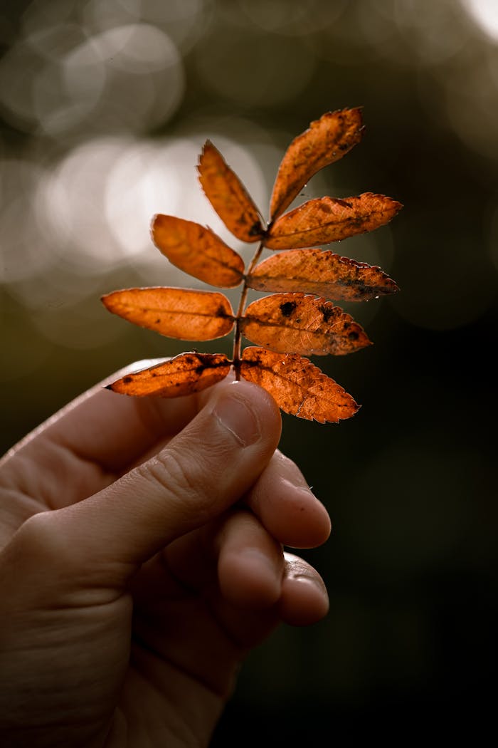 Free stock photo of autumn, autumn aesthetic, autumn colours