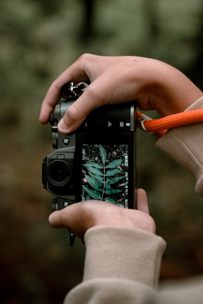 Free stock photo of autumn, autumn aesthetic, autumn colours